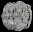 Bargain Eldredgeops Trilobite - Silica Shale #47100-1